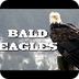 All About Bald Eagles for Kids