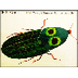 The Very Clumsy Click Beetle -