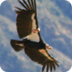California Condor Facts | New 