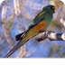 Malgu Parrot - Bird