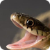 Snake Facts | Information Abou