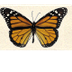 Butterfly Life Cycle