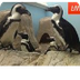 Penguin Cam