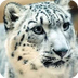 Snow Leopard Facts - YouTube