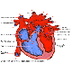 Sistema cardio vascular