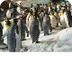 SeaWorld Penguins