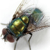 Flies - Facts About 