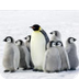 Penguin 2