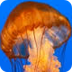 Fun Jellyfish Facts for Kids -