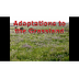 Grassland Adaptations - YouTub