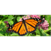 Monarch Conservation Fund