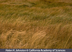 KDE Grasslands