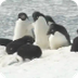 Penguins In Antarctica - YouTu