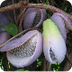 Akebia quinata – La
