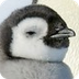 Penguin Palooza 
