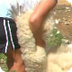 Sheep shearing: Children's DVD