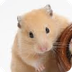 Fun Hamster Facts