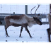 Are Reindeer Real? 