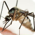 Mosquito - Facts About