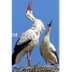 Stork - Poland