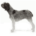 Wirehaired PointingGriffon