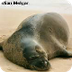 Mediterranean Monk Seals, Mona
