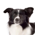 Border Collie Dog Breed Inform