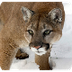 Cougar Facts | Puma | Mountain