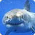 Great White Shark Facts and Pi