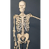 WikiKids - Skelet