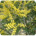 Acacia