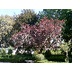 Prunus cerasifera -