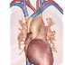 Human Heart – Diagram and Anat