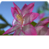 Time Lapse Plant Video Clips a