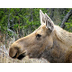 Encounters Explorer - Moose