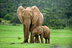 6th Mass Extinction