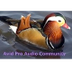 Avid Pro Audio Community