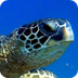 Sea Turtles 