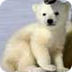 Polar Bear - National Wildlife