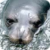 Mediterranean Monk Seal Fact F