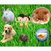 We love Pets - Song - YouTube