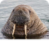 Walrus Movie