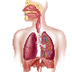 Build-A-: Respiratory System