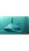 Shark Cam - Oceans - explore