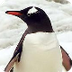Penguins Wikipedia