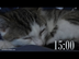Kitten Cat 15 Minute Timer Re