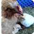 Hen & Chicks on a Farm