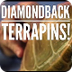Terrapin Video