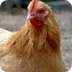 Chicken Coop
