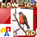 How To Draw A Robin Bird (real